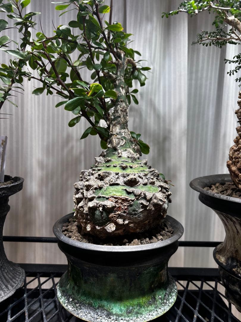 フォークイエリアファシクラータ 挿し木 発根済