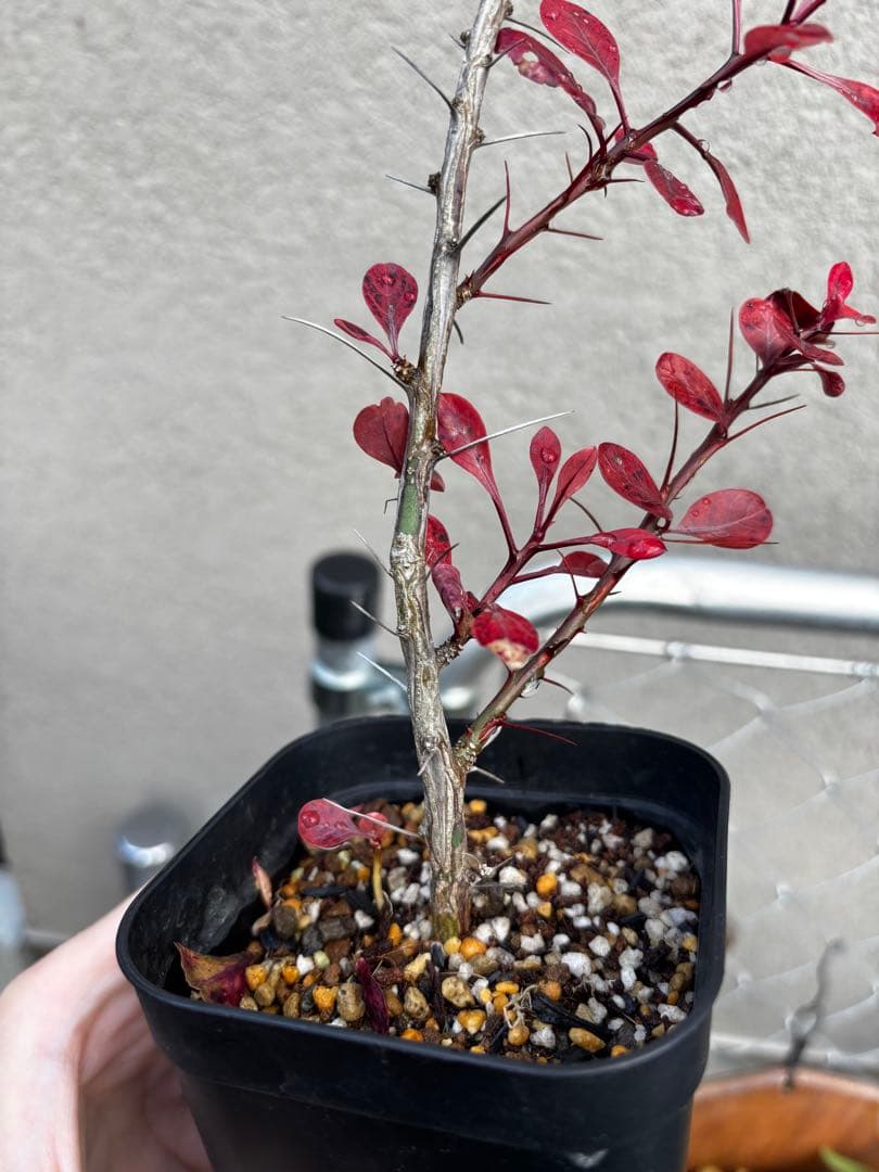 フォークイエリアファシクラータ 挿し木 発根済