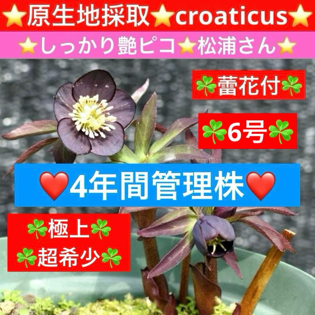 ラ*ク様 3577☘️蕾花付☘️極上☘️⭐️原生地採取⭐️croaticus⭐️