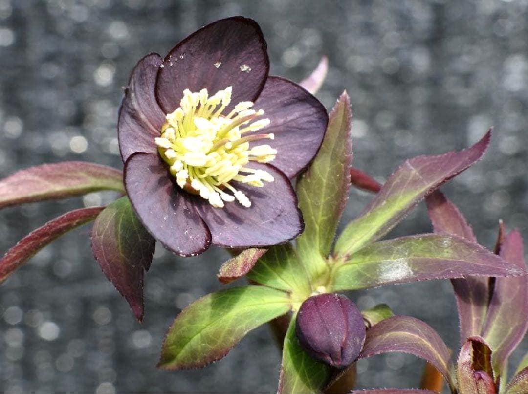 ラ*ク様 3577☘️蕾花付☘️極上☘️⭐️原生地採取⭐️croaticus⭐️