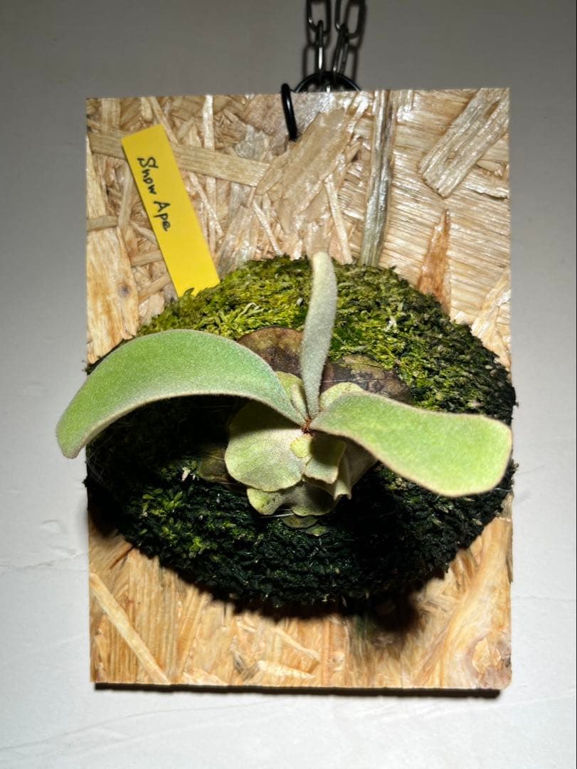 P.  Ape スノウエイプ　雪猿 子株