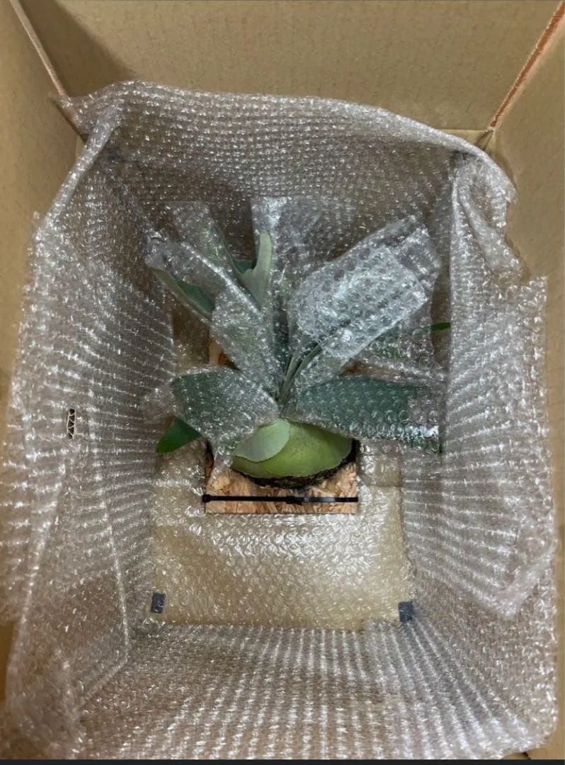 P.  Ape スノウエイプ　雪猿 子株