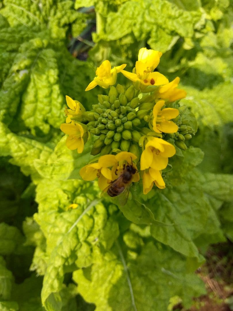 神戸ミツロウ　日本蜜蜂の蜜蝋337グラム