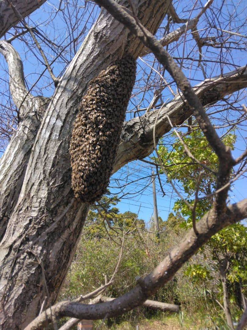 神戸ミツロウ　日本蜜蜂の蜜蝋337グラム