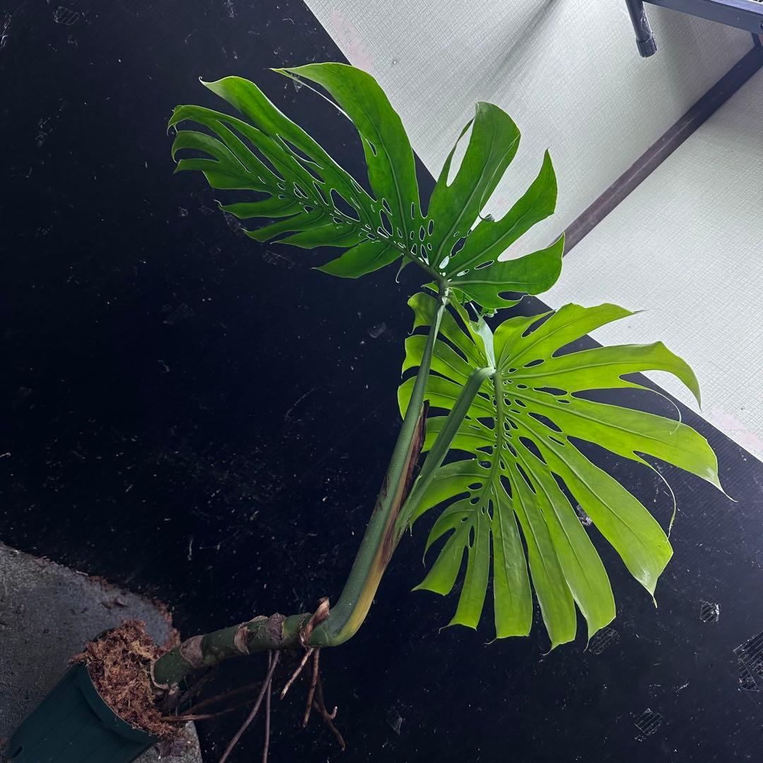 江*君様 モンステラデリシオーサマクロコズム超希少系統鉢植え