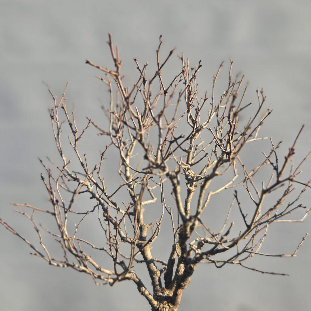 欅:　ケヤキ　[直幹]　貴風盆栽