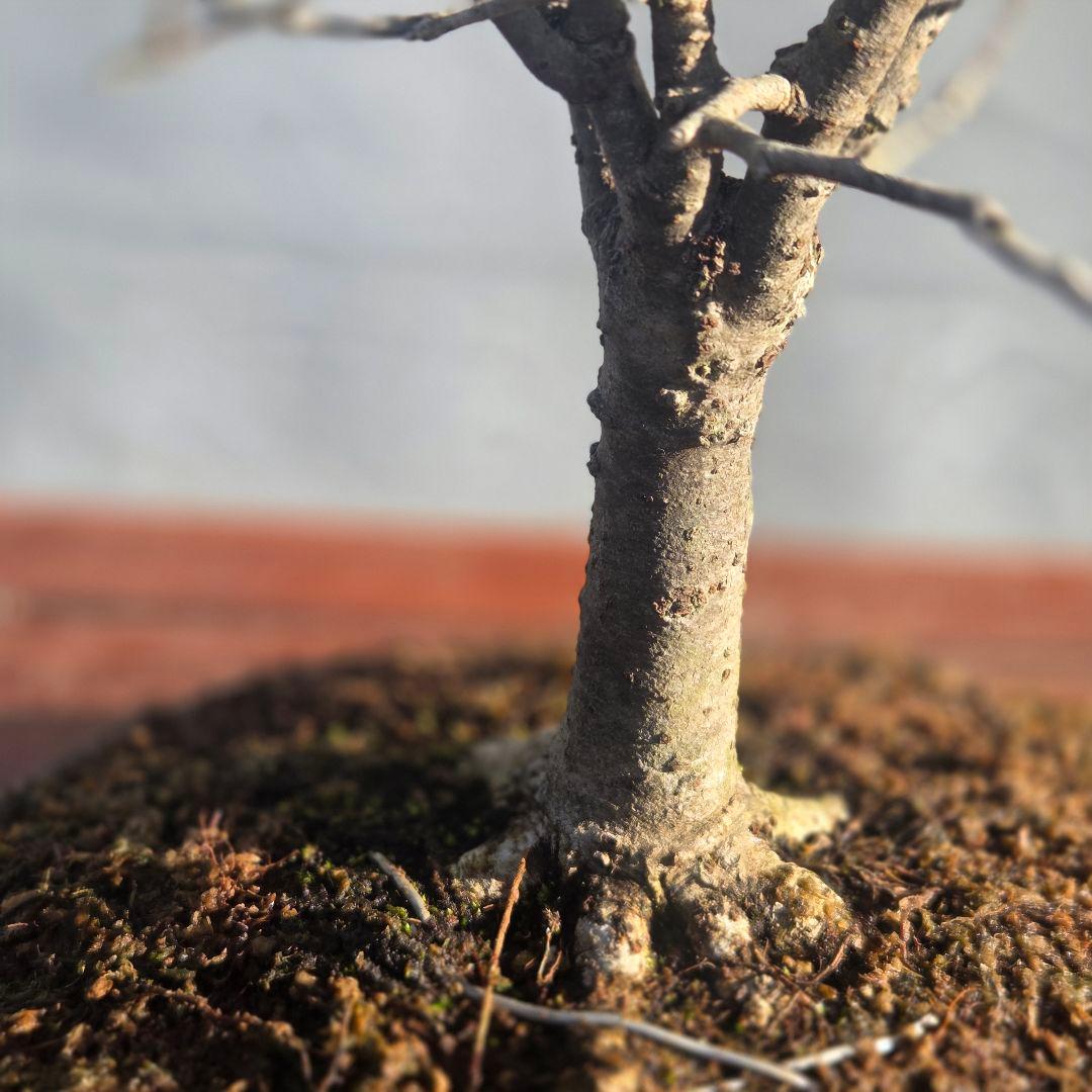 欅:　ケヤキ　[直幹]　貴風盆栽