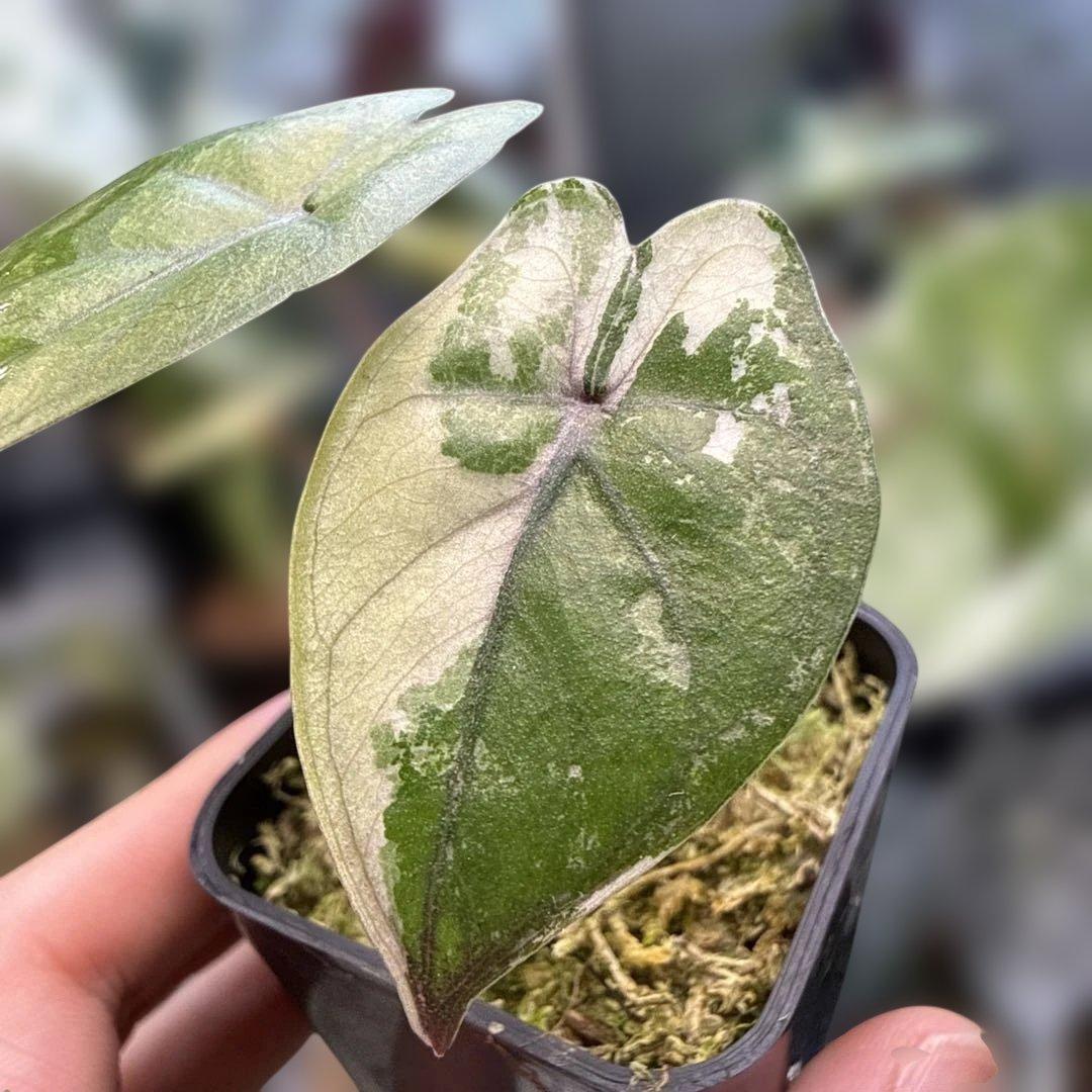 レ*迎様 格安 アロカシア ユカタンプリンセス ピンク