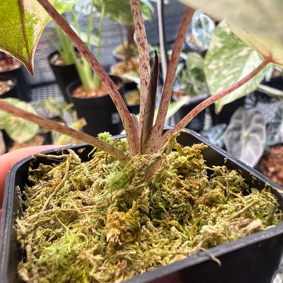 レ*迎様 格安 アロカシア ユカタンプリンセス ピンク