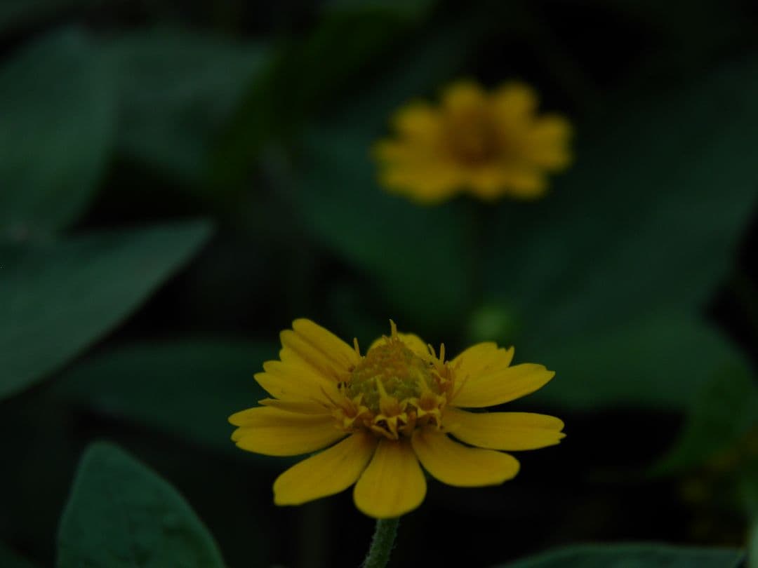 OLYMPUS コンパクトデジタルカメラ　SP-800UZ