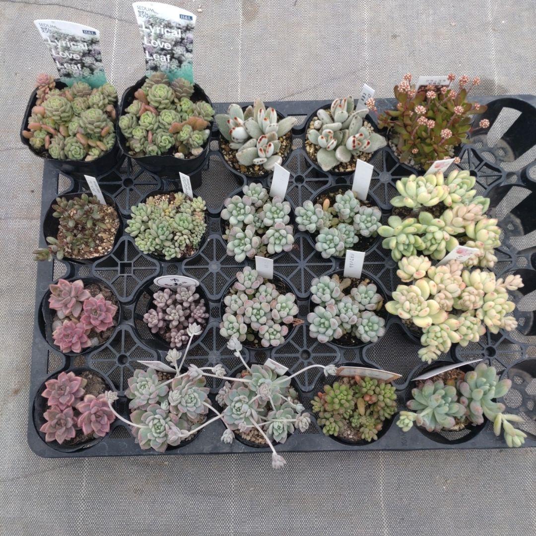 ちょらさん専用