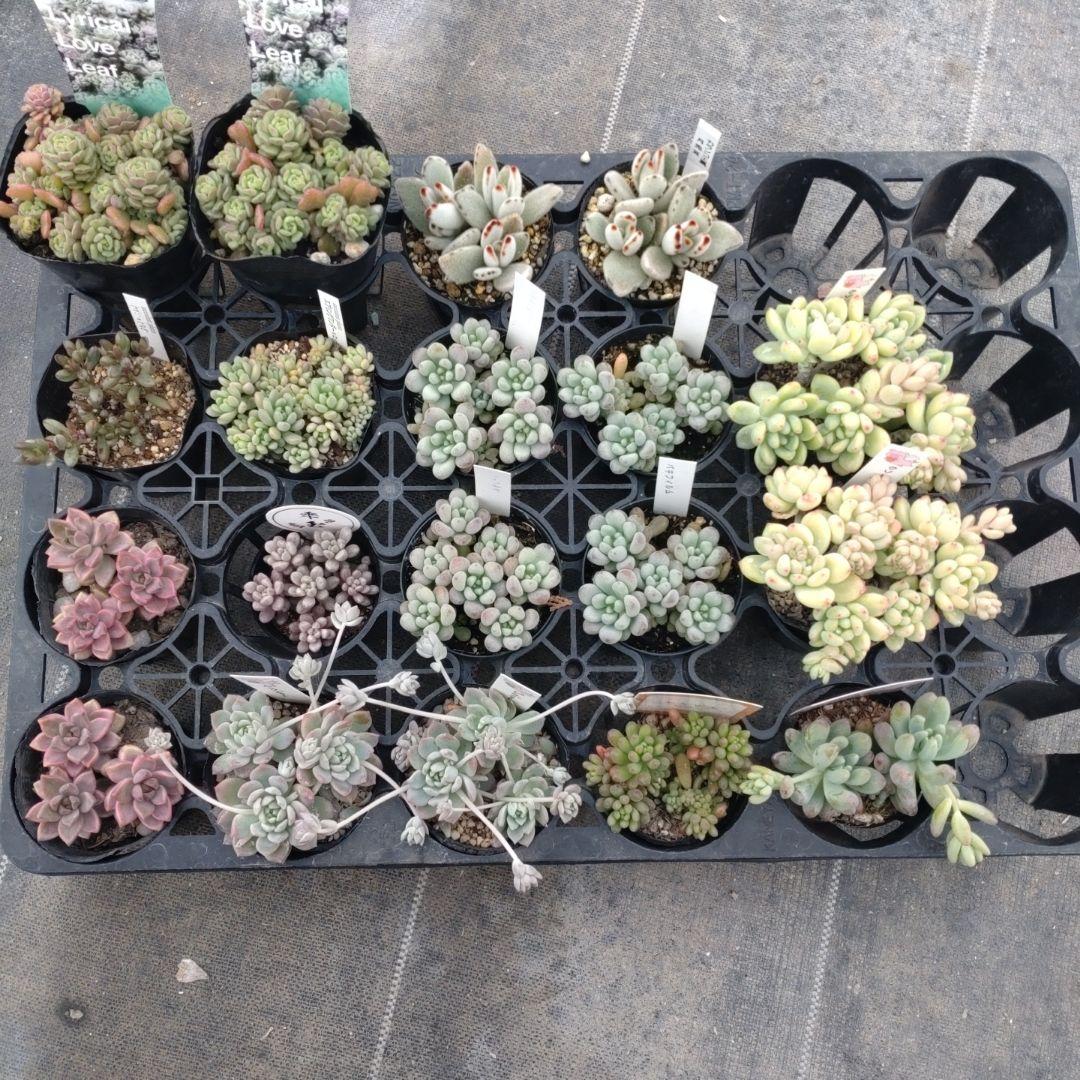 ちょらさん専用