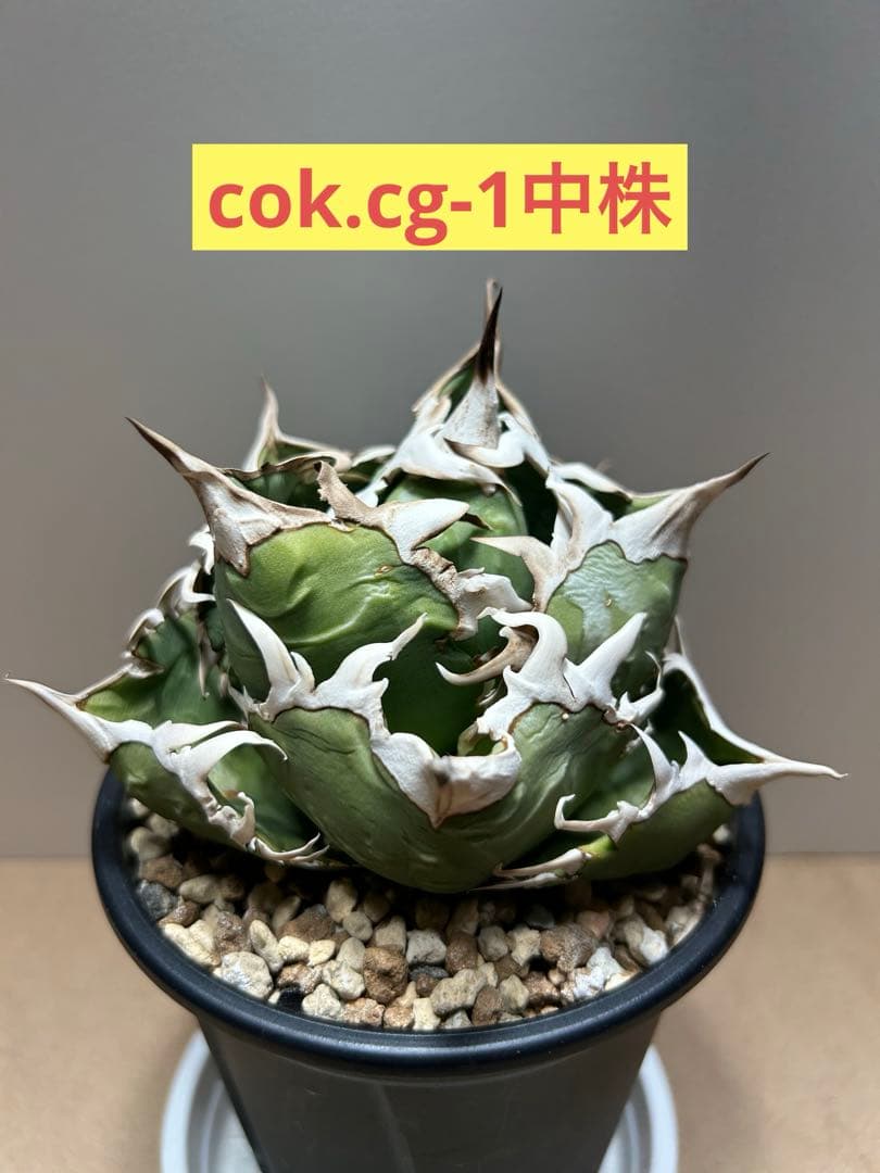 COK.CG-1トレモロ