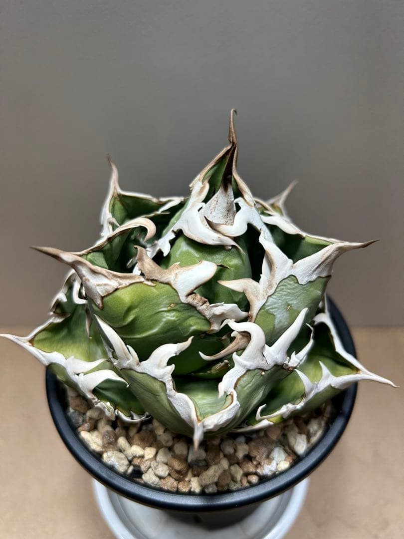 COK.CG-1トレモロ