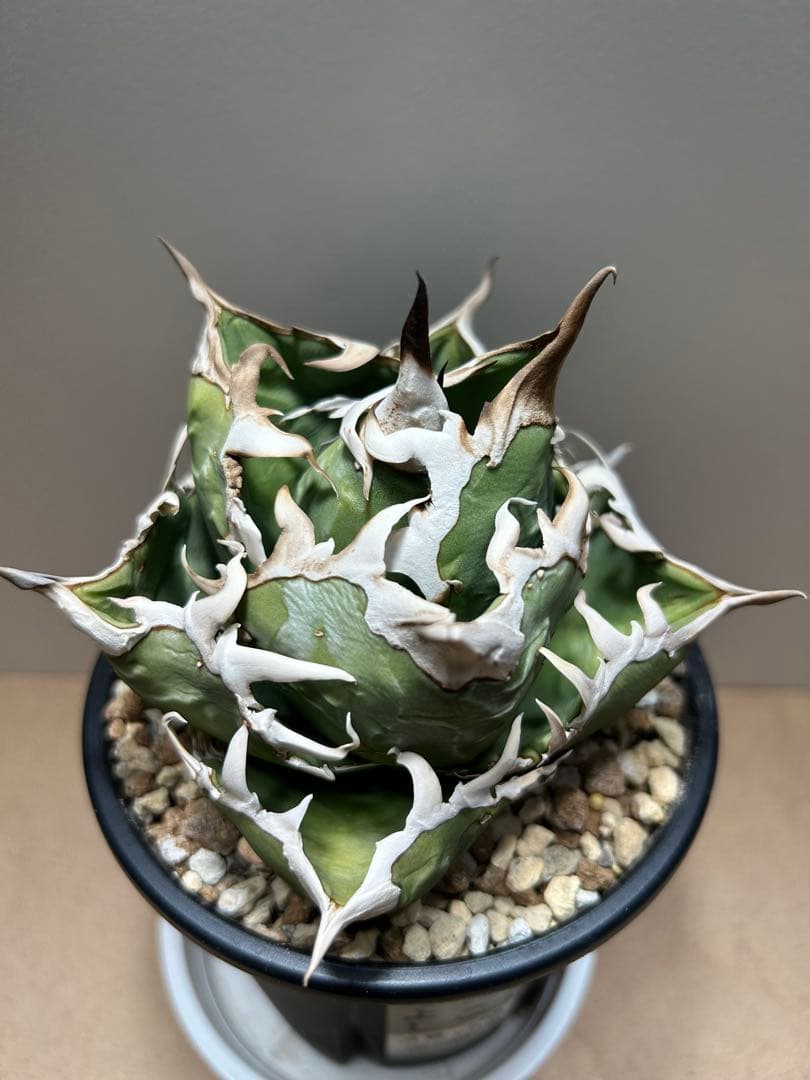 COK.CG-1トレモロ