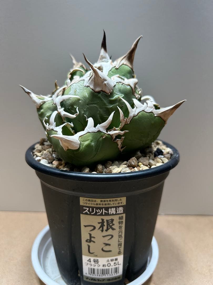 COK.CG-1トレモロ