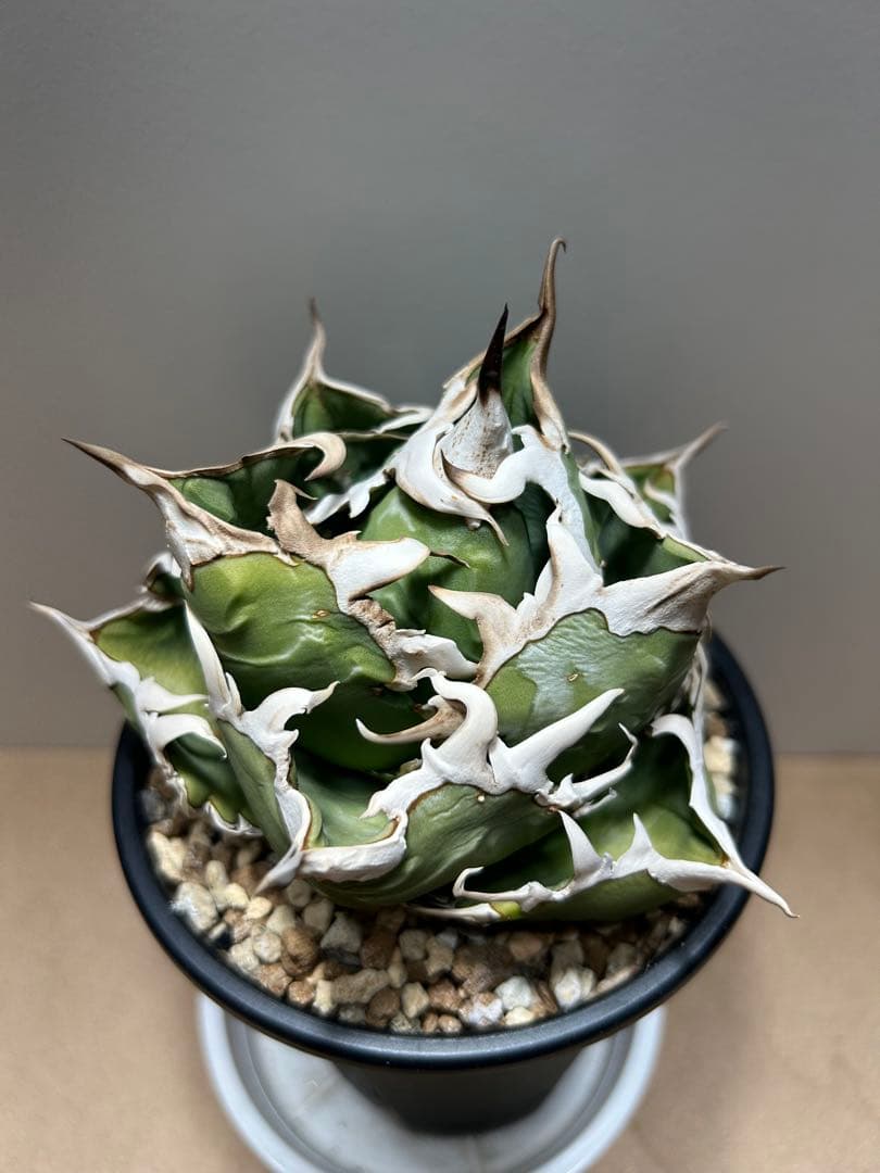 COK.CG-1トレモロ