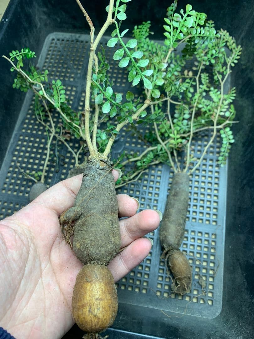 r*a様 C72 多肉植物 オペルクリカリア・パキプス 5株