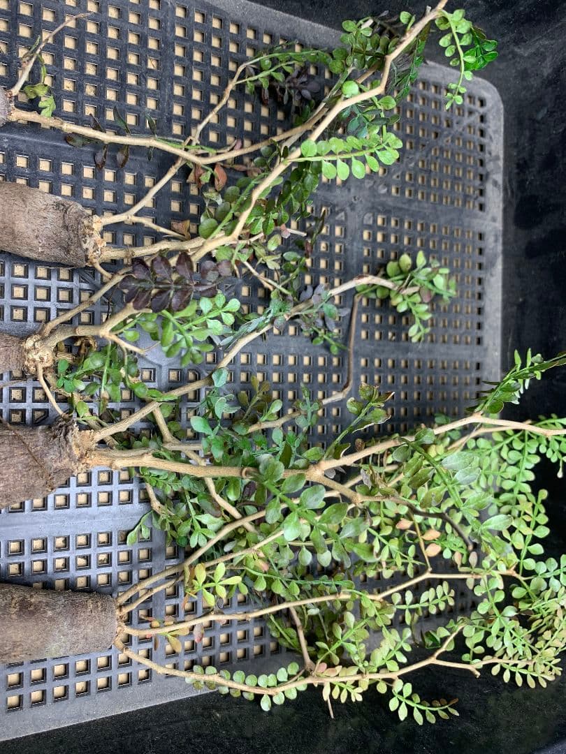 r*a様 C72 多肉植物 オペルクリカリア・パキプス 5株