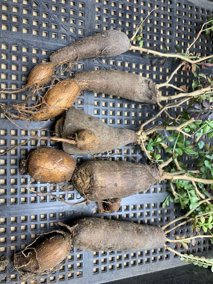 r*a様 C72 多肉植物 オペルクリカリア・パキプス 5株