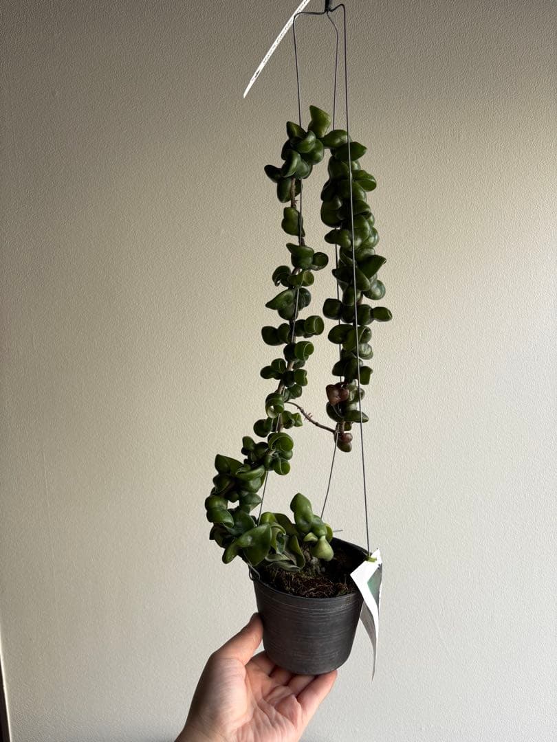 ホヤ hoya caronsa Krimson Queen