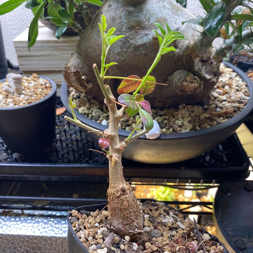 オペルクリカリア　ムルチジュガ　パワータンク　挿し木　パキプスより珍しい