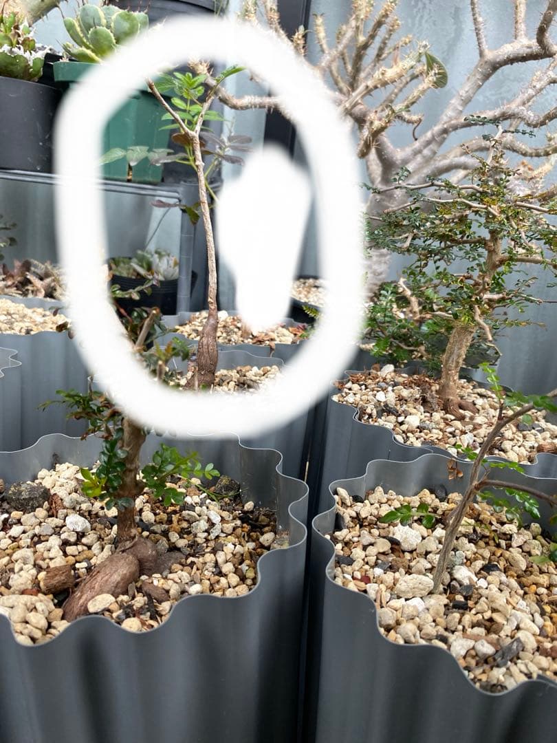 オペルクリカリア　ムルチジュガ　パワータンク　挿し木　パキプスより珍しい