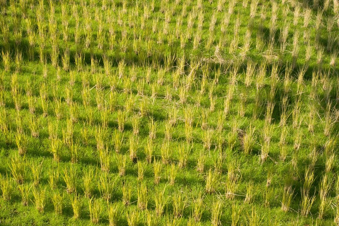 デジタルカメラ RICOH GR LENS A12 50mm F2.5 MACRO