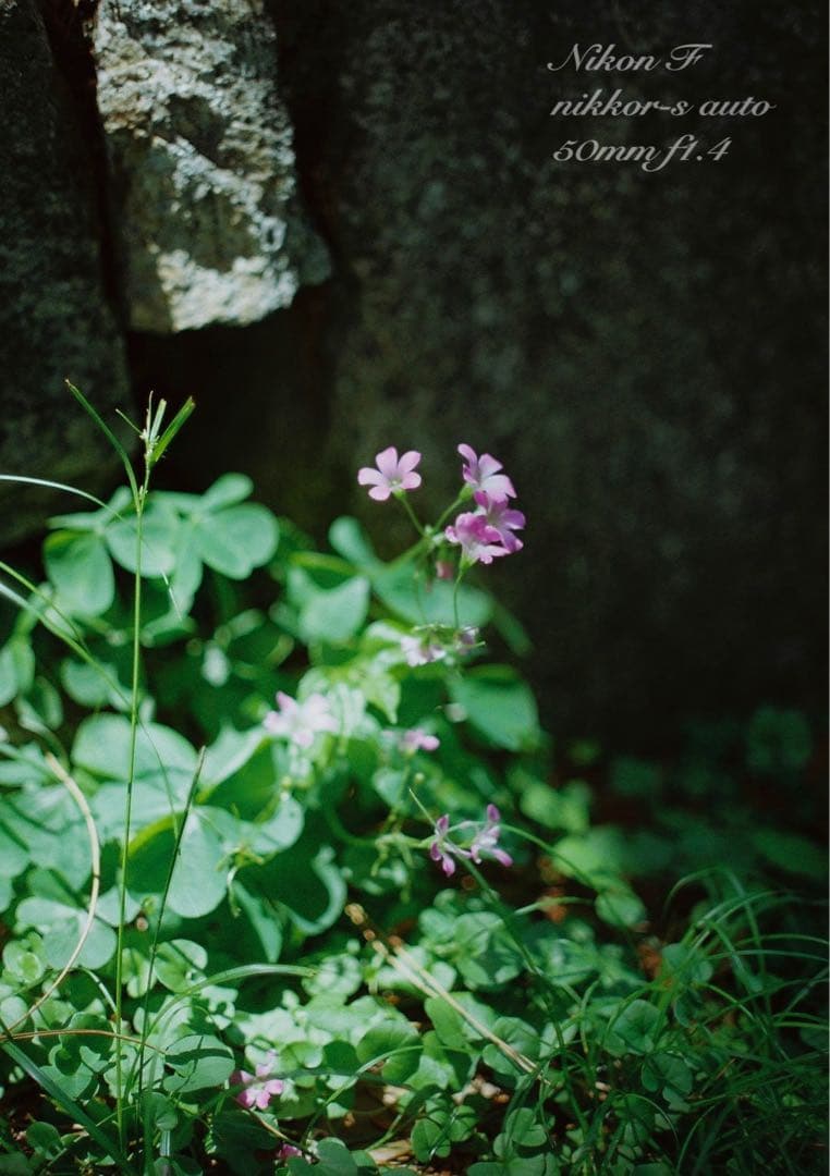 ★完動品＊美品★nikon f★f1.4レンズセット★動作確認済み＊作例多数