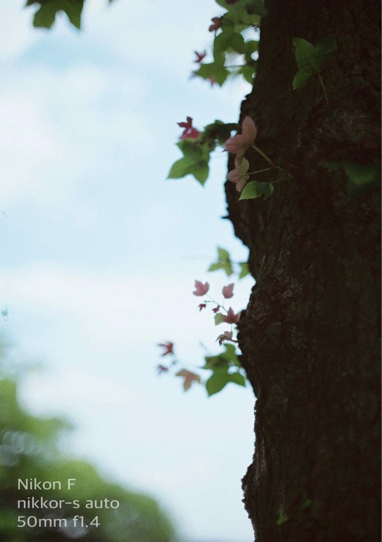 ★完動品＊美品★nikon f★f1.4レンズセット★動作確認済み＊作例多数