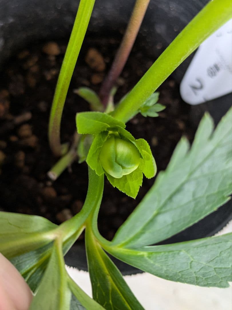 【現品・ポットまま発送】超希少　花付き　曽田園芸クリスマスローズ 利休⑤