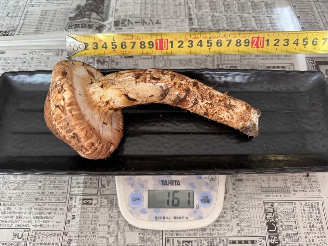 松茸　北海道　500g 訳あり ①