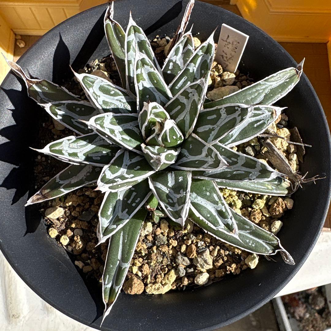 テ*ラ様 姫笹の雪　抜き苗　アガベ　株元に子株有