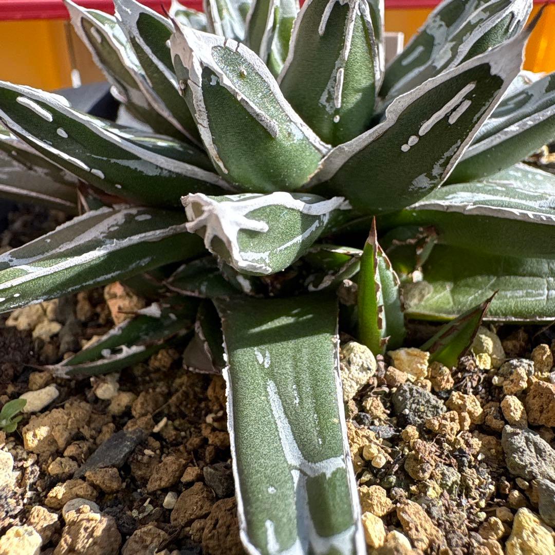 テ*ラ様 姫笹の雪　抜き苗　アガベ　株元に子株有