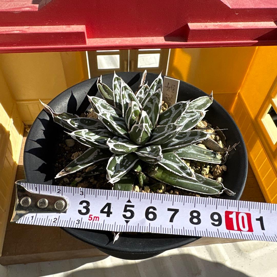 テ*ラ様 姫笹の雪　抜き苗　アガベ　株元に子株有