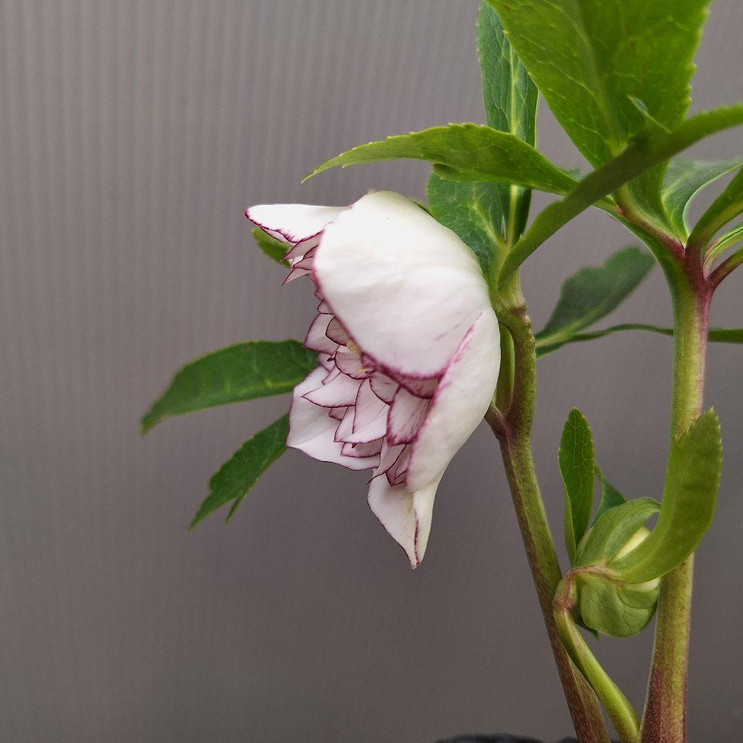 まや 26-4 クリスマスローズ 3ポットセット