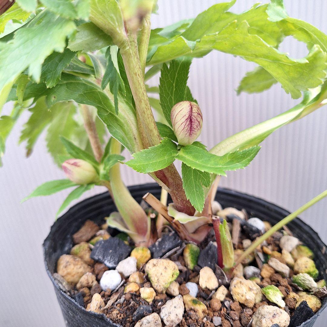 まや 26-4 クリスマスローズ 3ポットセット