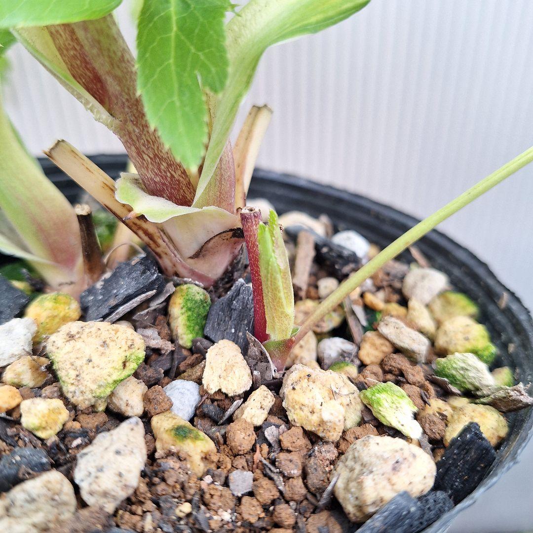 まや 26-4 クリスマスローズ 3ポットセット