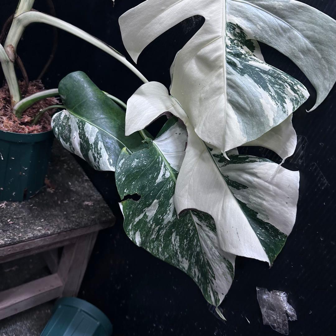 d*0様 斑入りモンステラ ホワイトタイガー極美大株69cm白斑多