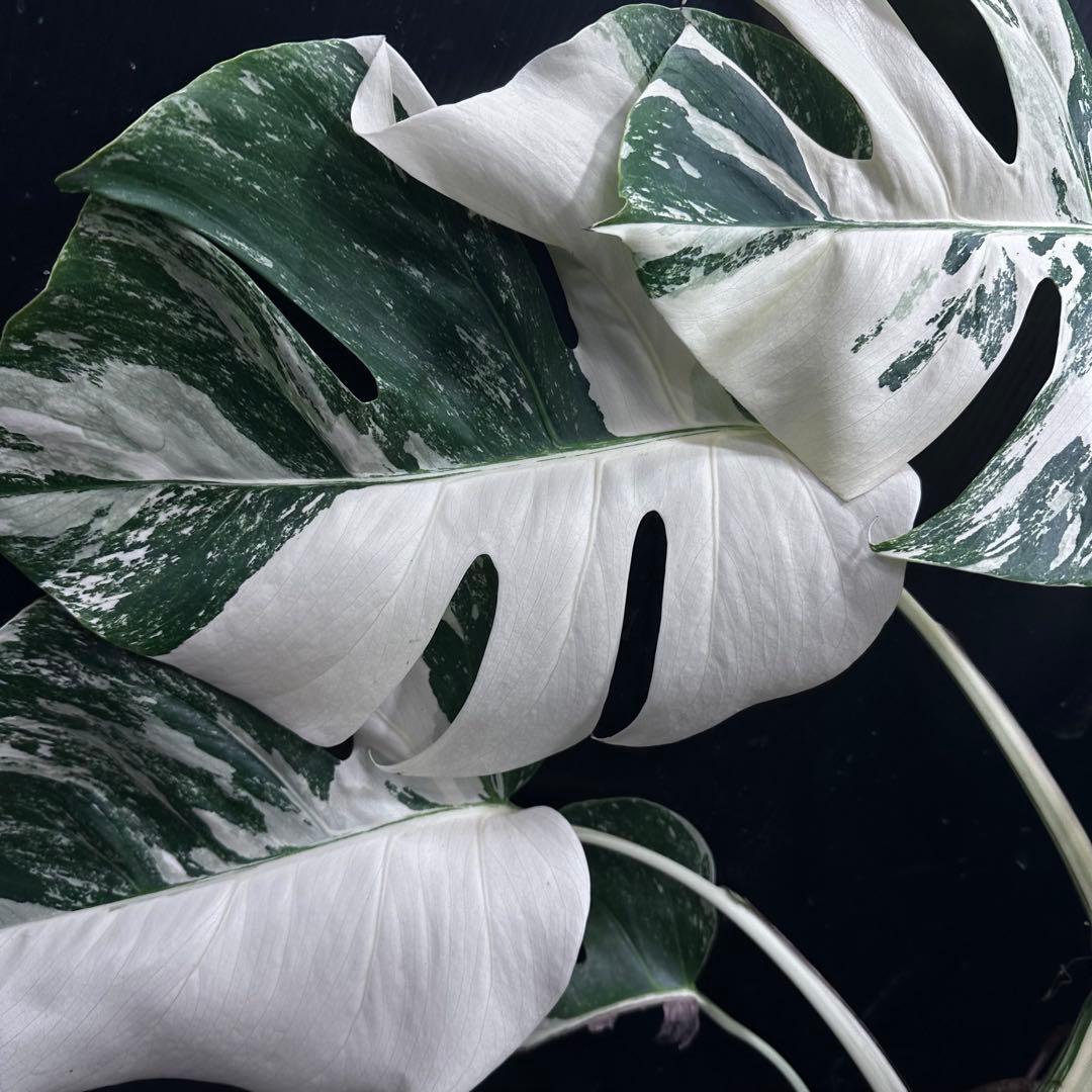 d*0様 斑入りモンステラ ホワイトタイガー極美大株69cm白斑多