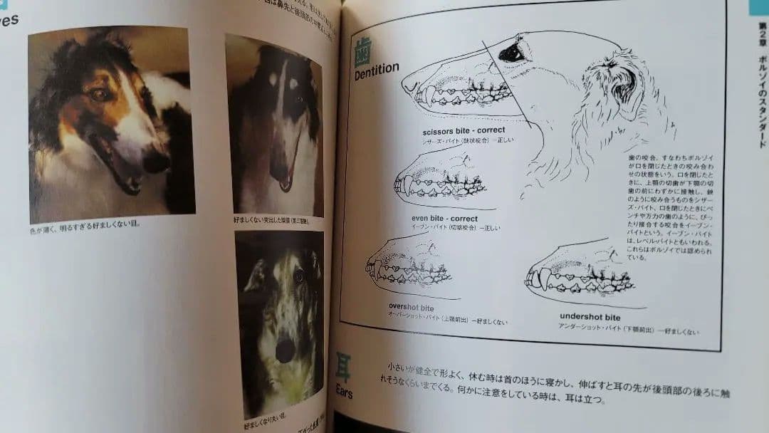 【絶版】200p越！ボルゾイの事典(大関京子著)ハウンド狩猟犬好きへ