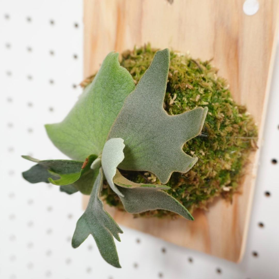 ビカクシダ YMDS ウィリンキー系 イエロームーンドワーフ　スポア　Y-2