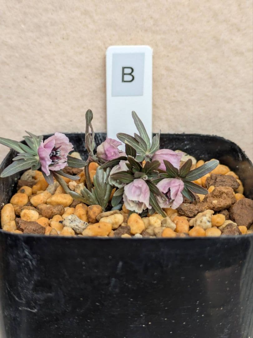 B.セツブンソウ　赤花　6花