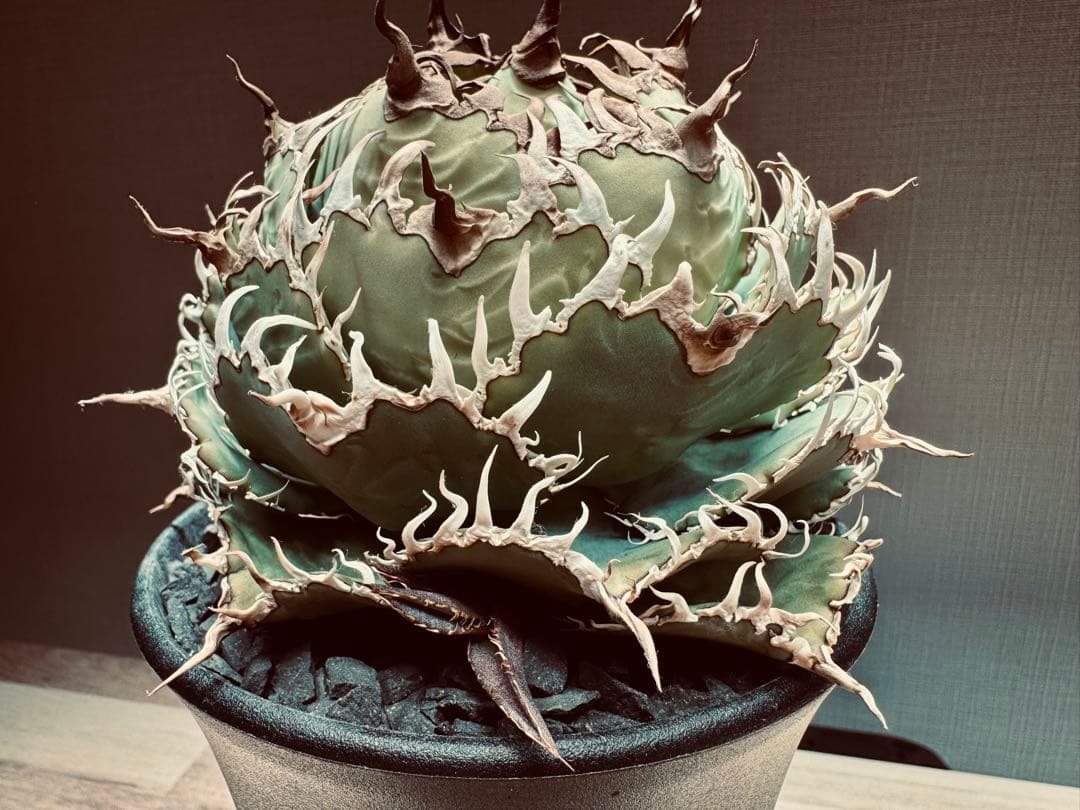 【大株】アガベ　チタノタ　フィリグリー　シャチさん専用