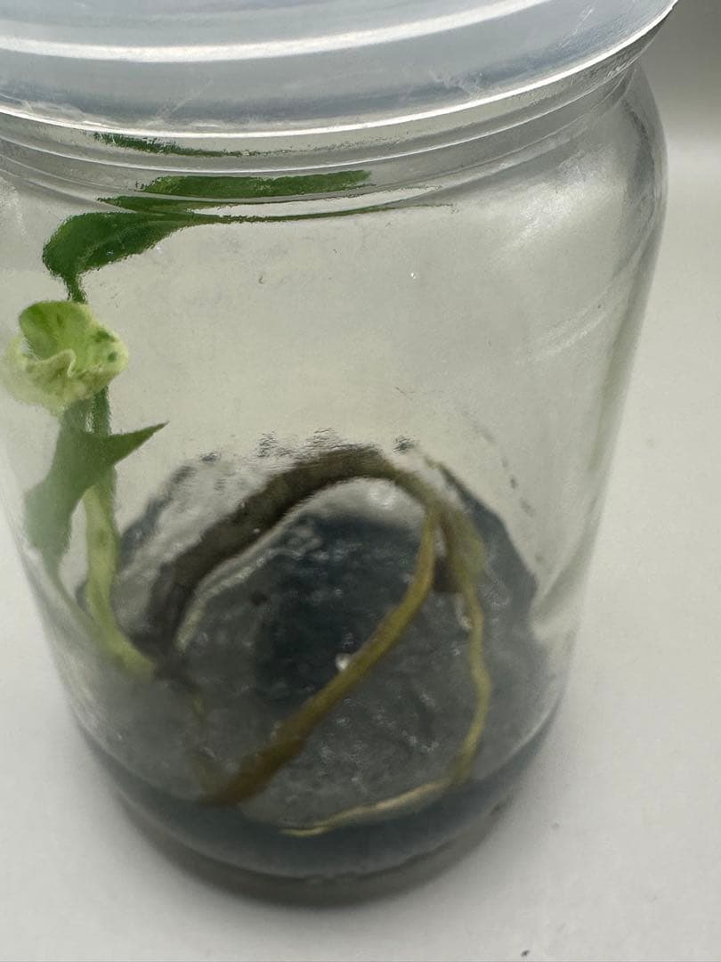 本日限定価格　希少株　Monstera Bulbasaurモンステラ・フシギダネ