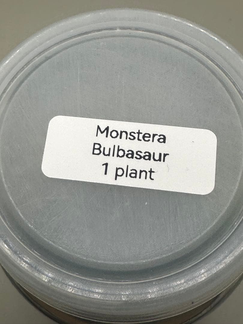 本日限定価格　希少株　Monstera Bulbasaurモンステラ・フシギダネ