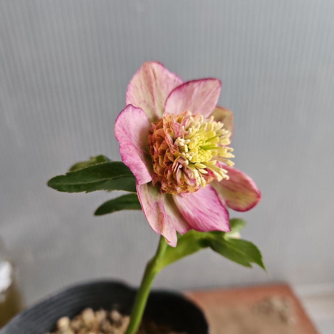 ㉖-445クリスマスローズ