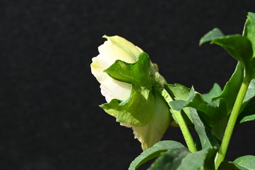 クリスマスローズ　認定ホワイトアフロディーテ　メビウス交配最新花　加藤農園