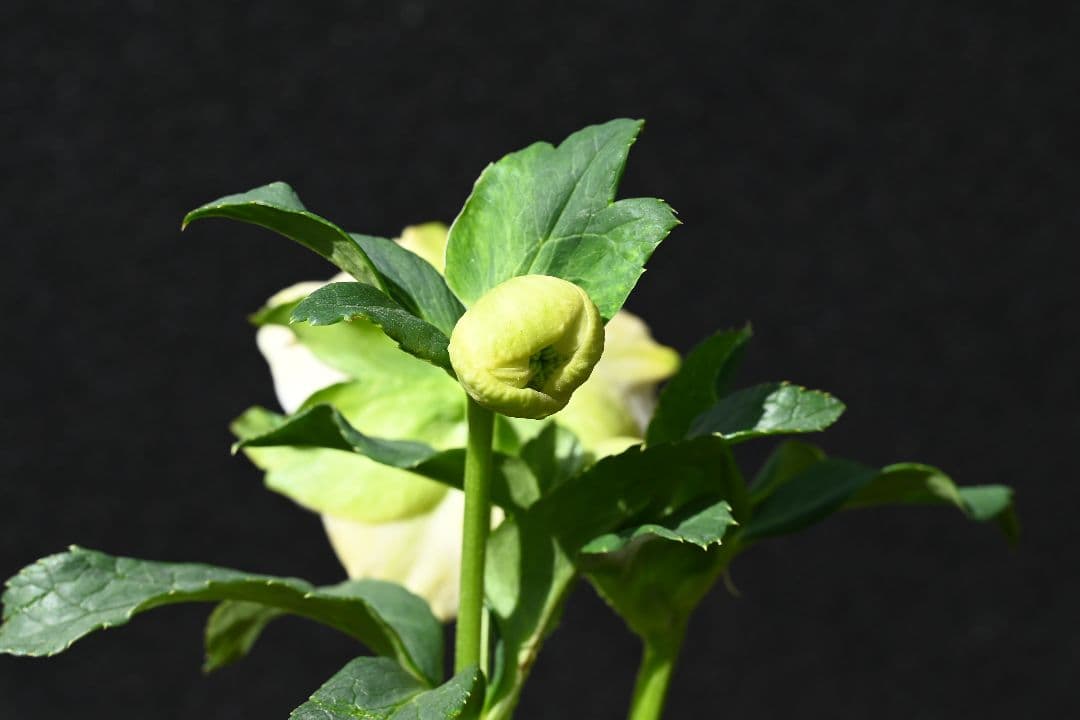 クリスマスローズ　認定ホワイトアフロディーテ　メビウス交配最新花　加藤農園