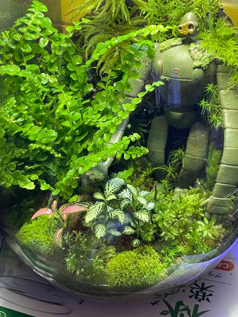 専用商品　同梱　苔テラリウム　②